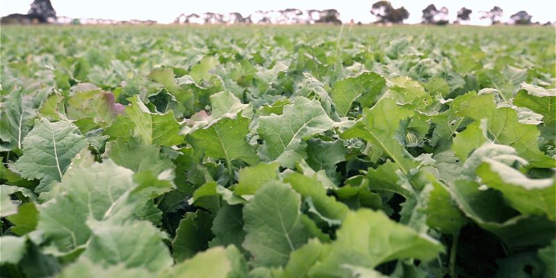 Mainstar Forage Rape DLF Seeds DLF Seeds Australia mainstar-forage-rape-dlf-seeds-dlf-seeds-australia