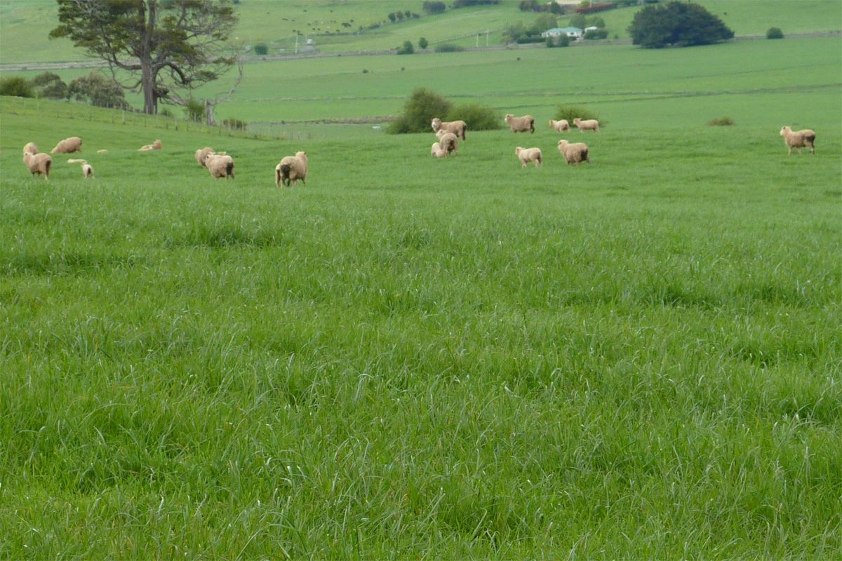 Kingsgate Diploid Perennial Ryegrass is an early heading, densely tillered variety, with excellent ground cover which improves pasture persistence. Ideally suited to sheep and beef grazing properties. Kingsgate is a replacement for Kingston with improved production and rust tolerance.