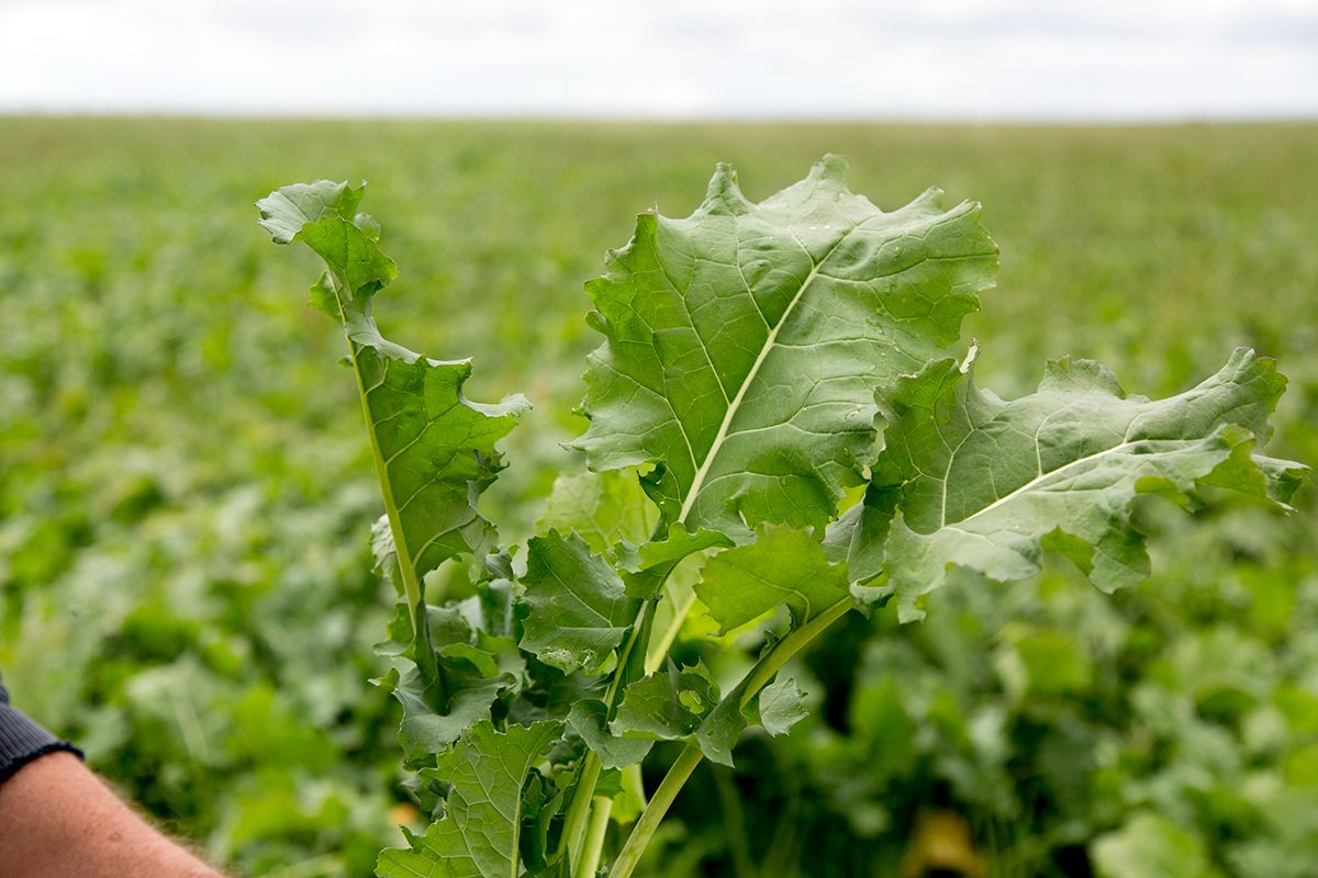 Mainstar Forage Rape is a short type brassica that has excellent regrowth potential after grazing, g