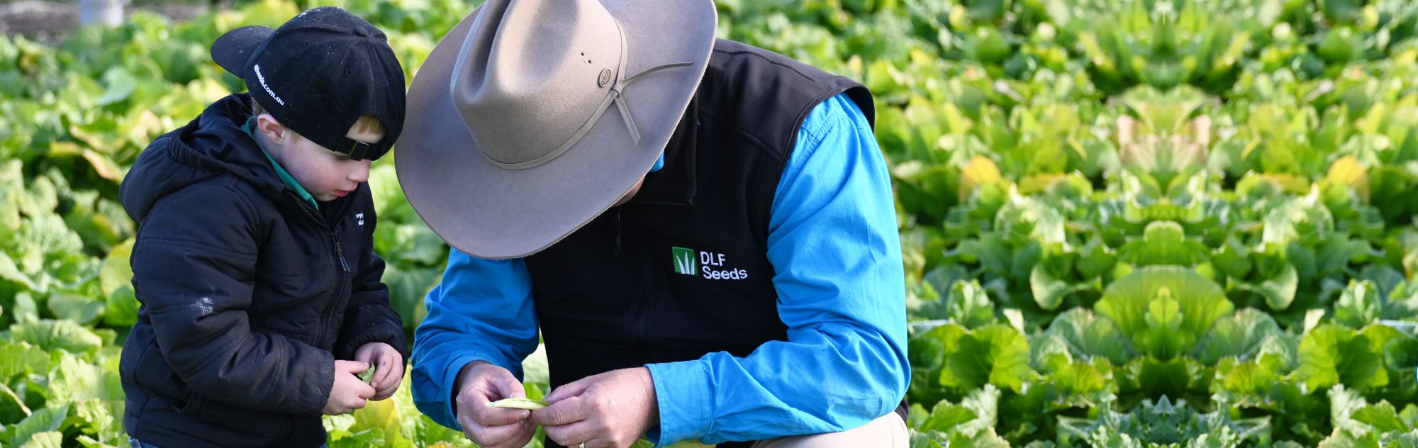 DLF Seeds Cleancrop brassica NSW