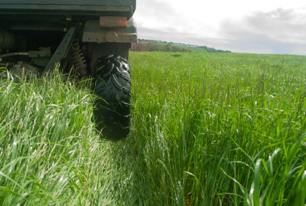 A tyre cuts through healthy pasture in a paddock