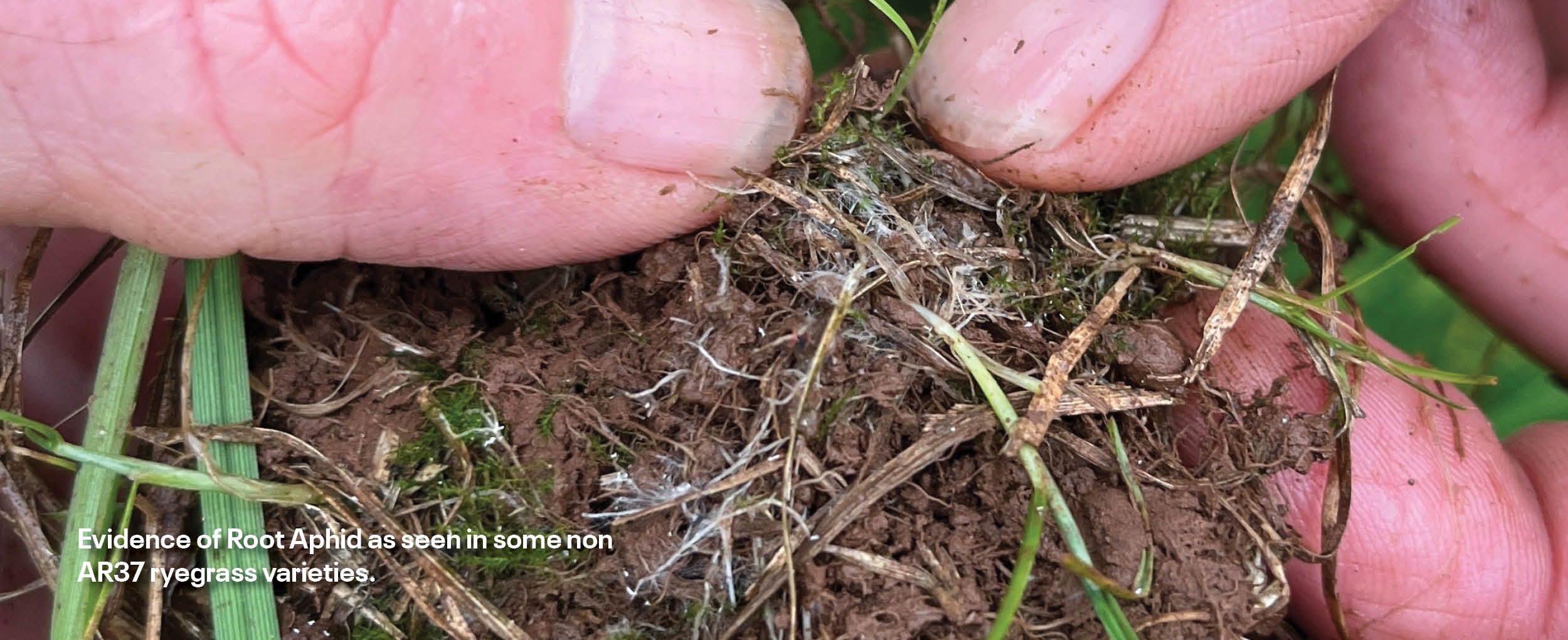 Dlf Roots DLF Seeds endophytes | DLF Seeds Australia