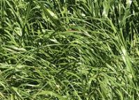 Hybrid Ryegrass