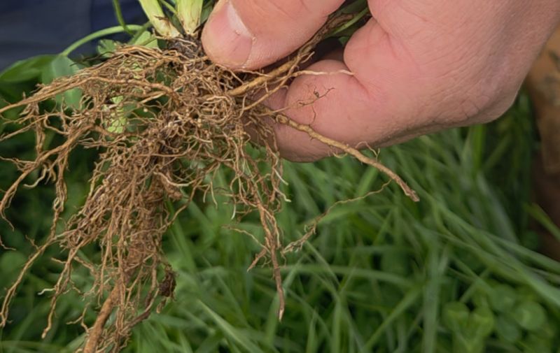 Dlf Roots The legume advantage: Certainty in uncertain times | DLF Seeds Australia