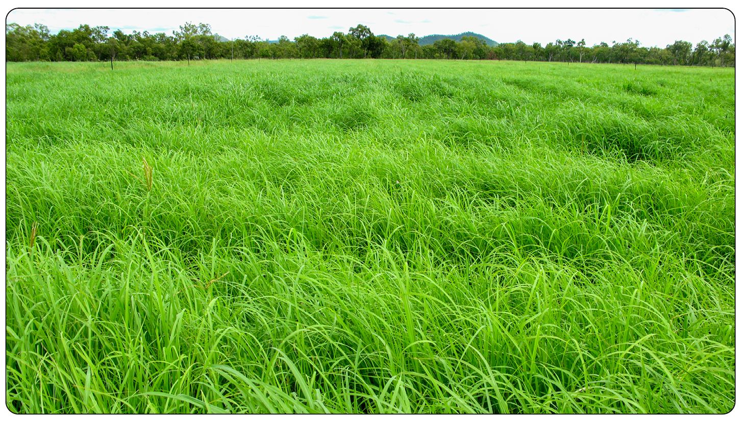 Callide Range Callide Rhodes | Tropical grass | DLF Seeds Australia