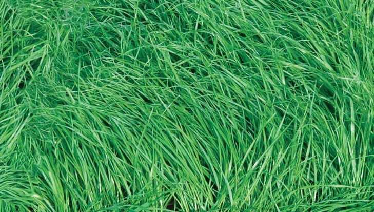 Jackpot diploid Italian ryegrass | DLF Seeds | DLF Seeds Australia