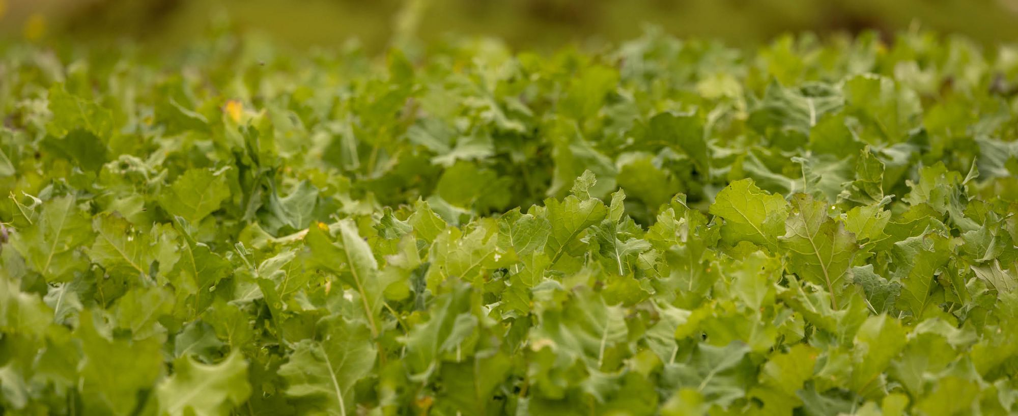 Forage Rapeseed Foundation forage rape | Cleancrop Brassica | DLF Seeds | DLF Seeds ...