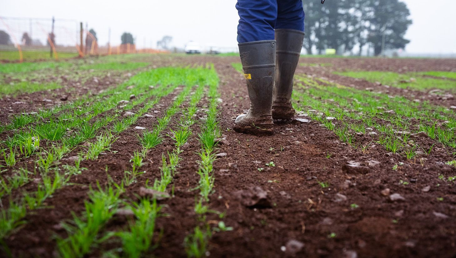 Spring Pasture Sowing Solutions | DLF Seeds Australia