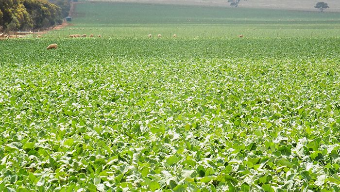 Forage Rapeseed Winfred Forage Brassica | DLF Seeds | DLF Seeds Australia