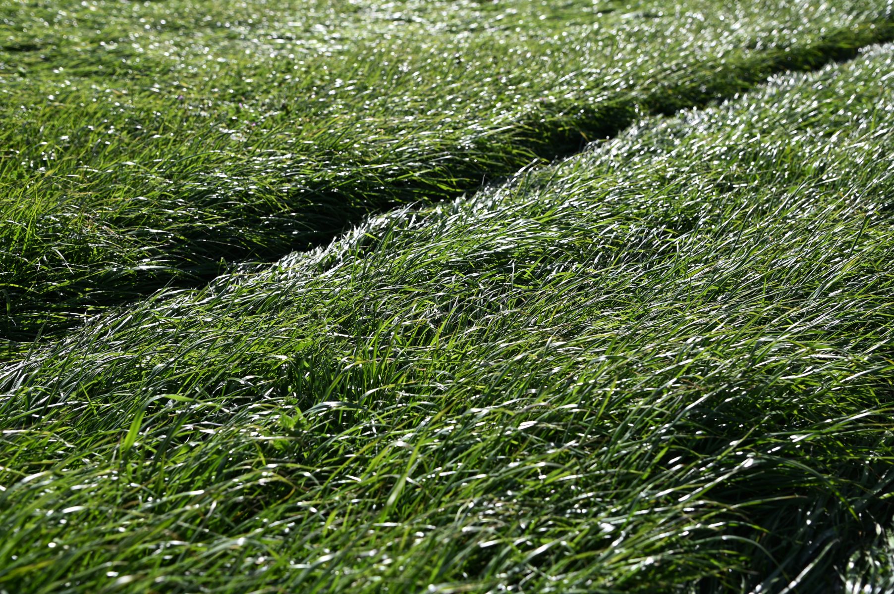 Mach 1 Annual Ryegrass | DLF Seeds | DLF Seeds Australia