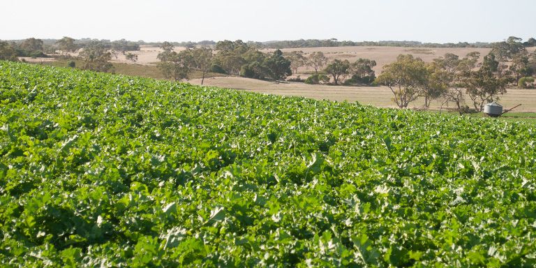 Brassica crop in Reedy Creek, South Australia