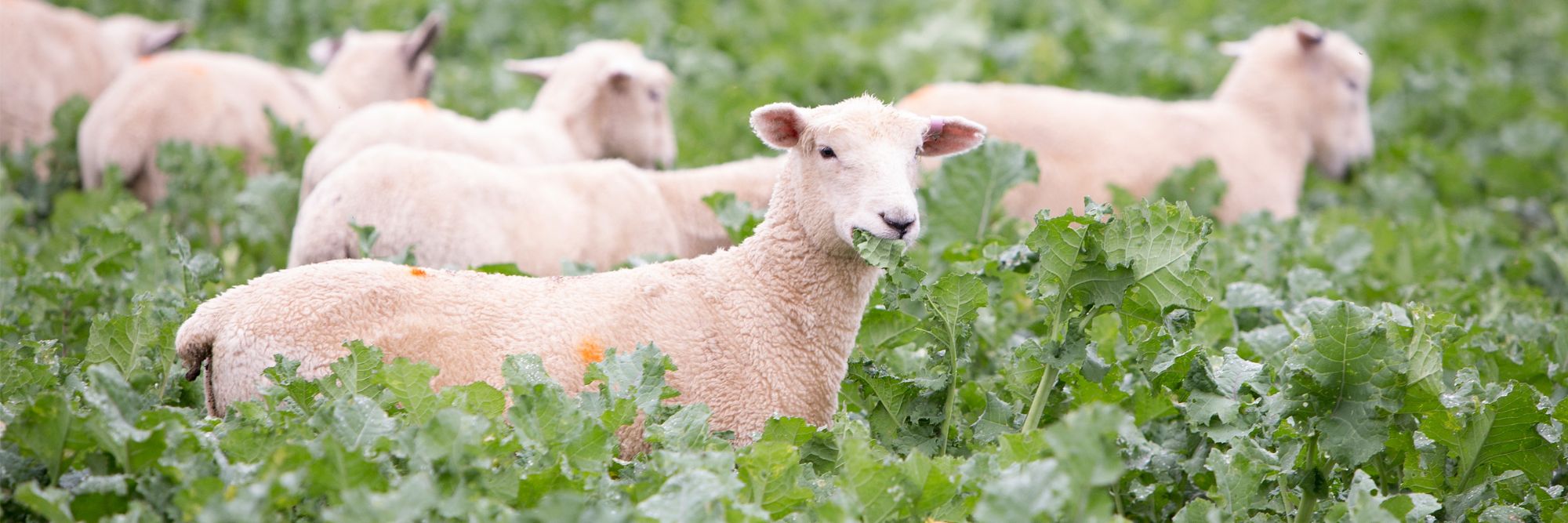 Sheep grazing on Pallaton Raphno®
