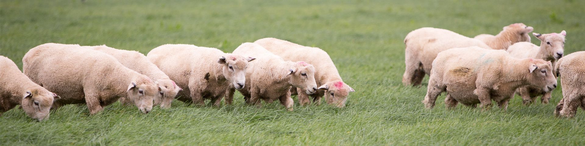 Sheep grazing on healthy pasture