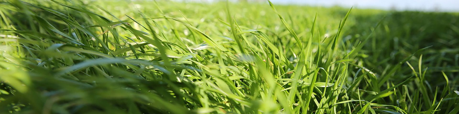 Close up of pasture grass in a paddock on a sunny day
