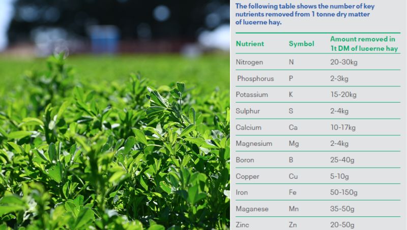 DLF SEEDS This table demonstrates the amount of key nutrients removed from one tonne dry matter of lucerne hay. 