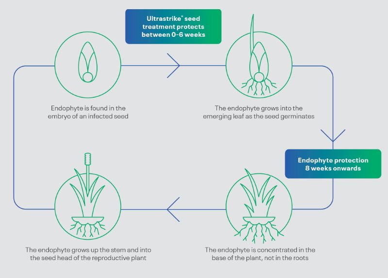 How an endophyte protects your pasture DLF Seeds