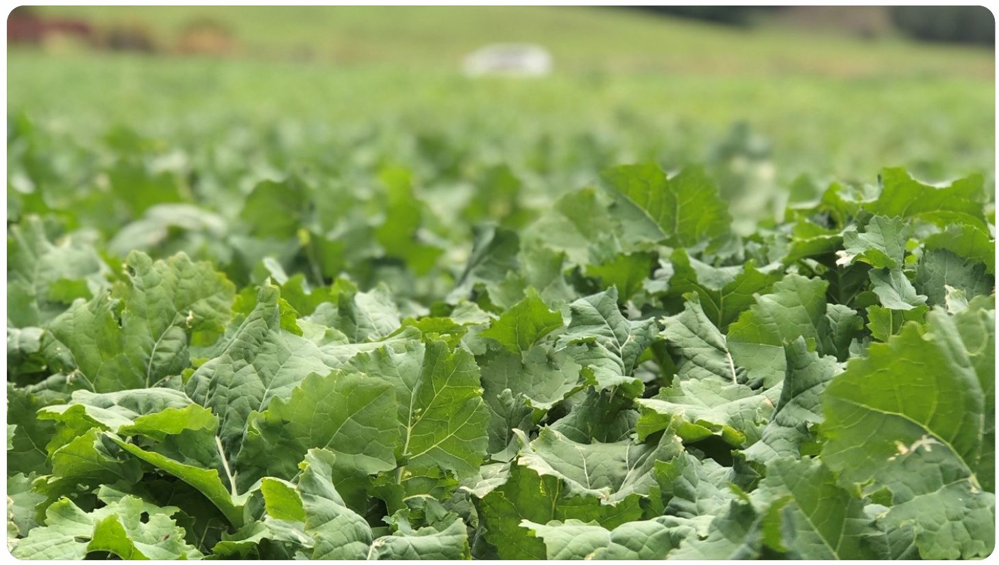 Forage Rapeseed Titan Forage Rape | DLF Seeds | DLF Seeds Australia