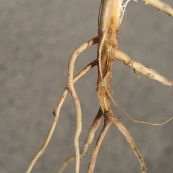 Dlf Roots Pests and Diseases | Lucerne | DLF Seeds Australia