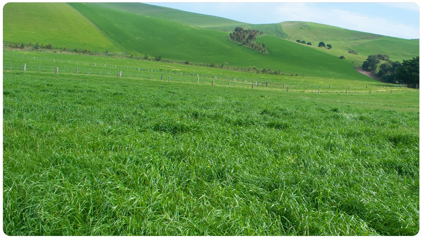 Ascend Tetraploid Annual Ryegrass DLF Seeds DLF Seeds Australia ascend-tetraploid-annual-ryegrass-dlf-seeds-dlf-seeds-australia