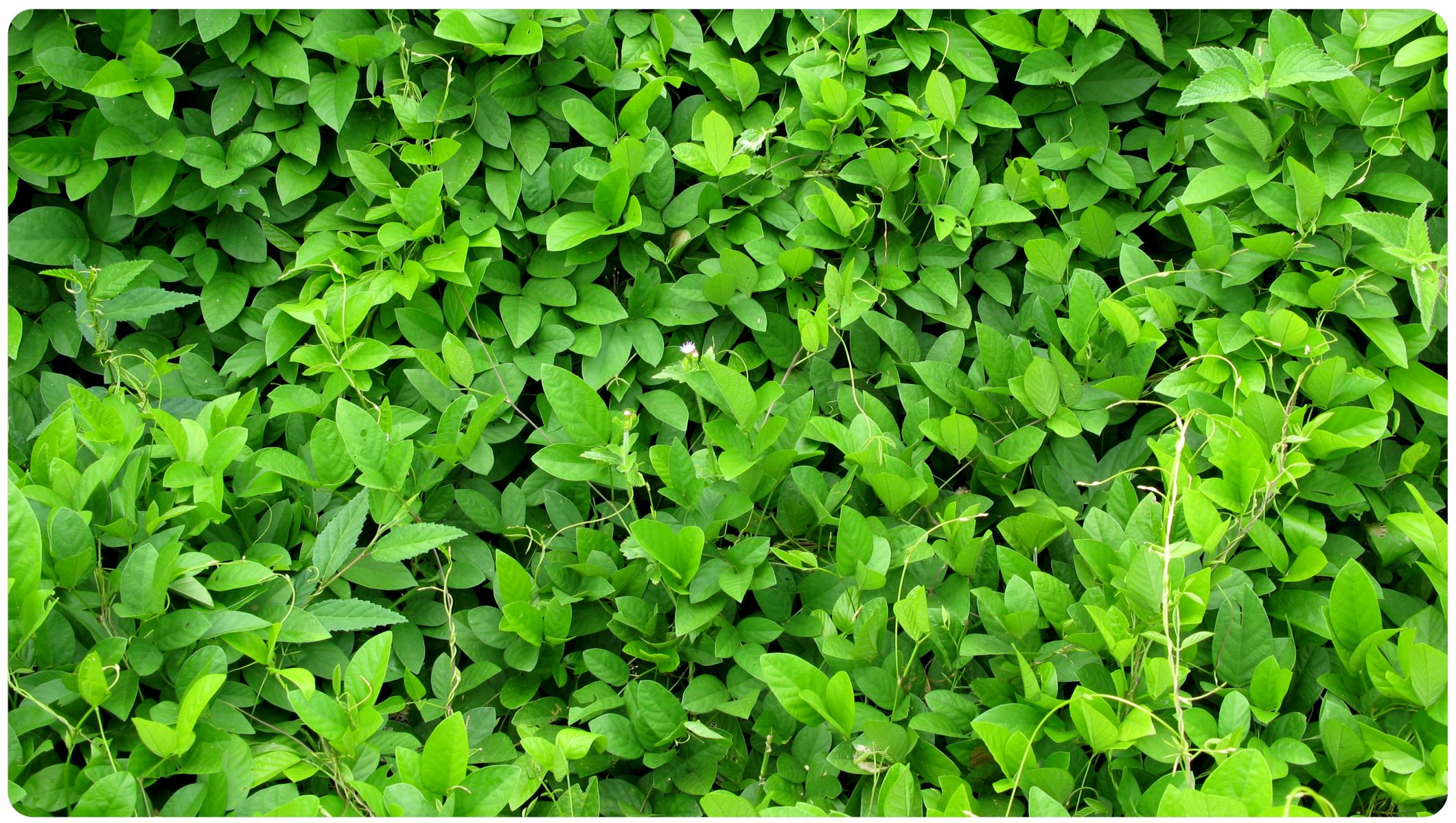 Tropical pasture | Cardillo | DLF Seeds | DLF Seeds Australia