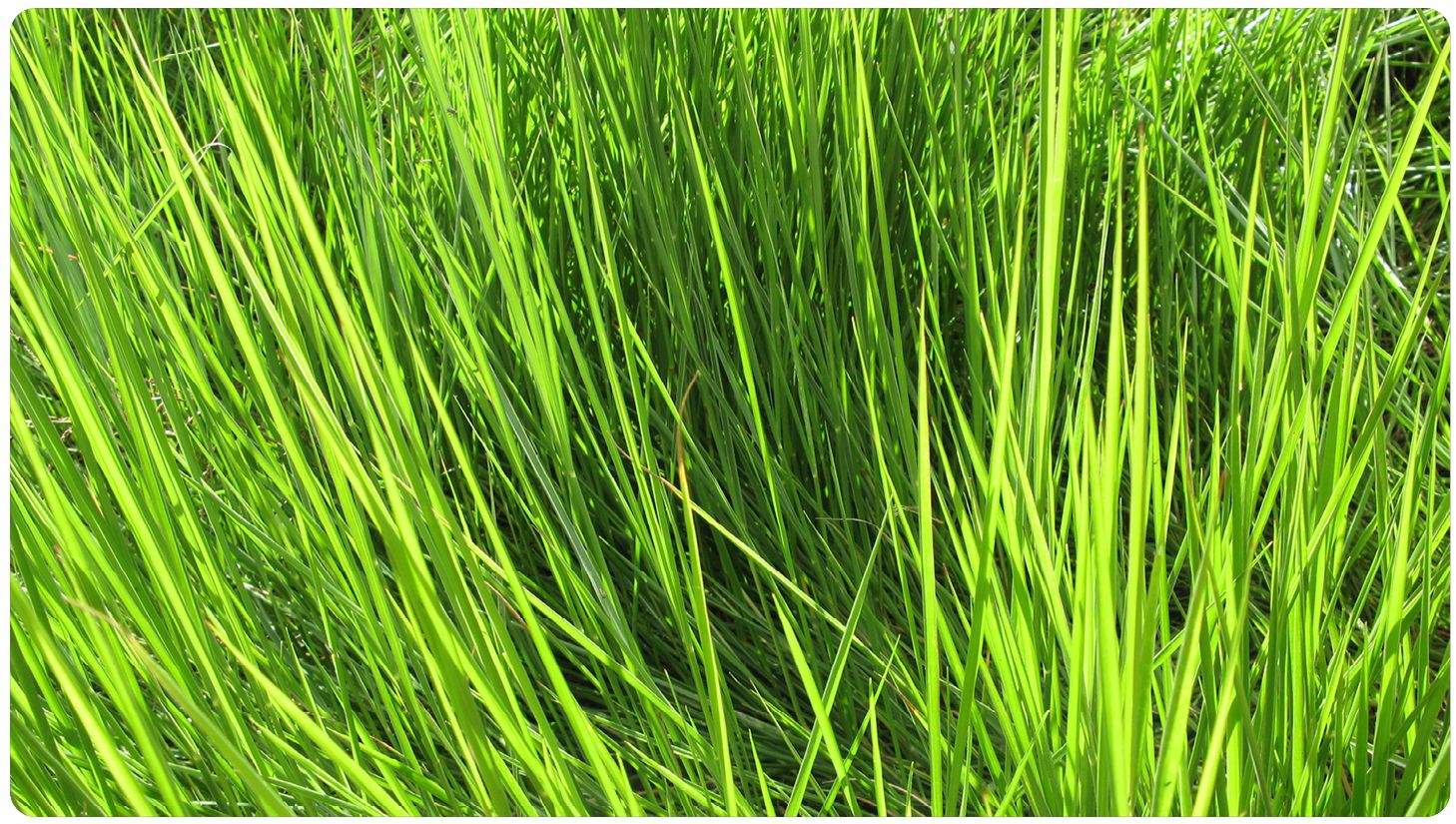 Brachiaria humidicola deals