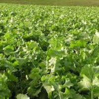Forage Rapeseed Brassica | Seeds | DLF Seeds Australia
