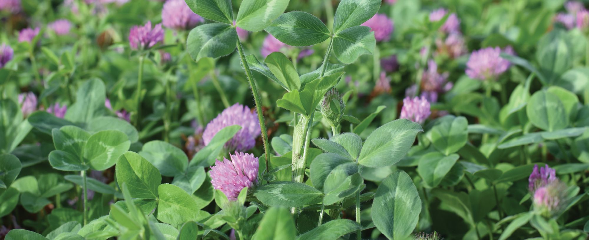 Bindoon Rok Bindoon Subterranean Clover | DLF Seeds | DLF Seeds Australia