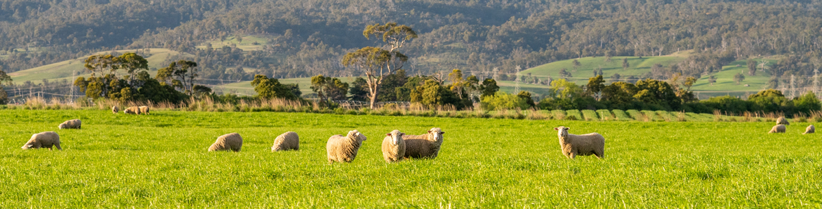 Sheep grazing on pasture in a paddock with a row of trees and the foot of a large hill in the background