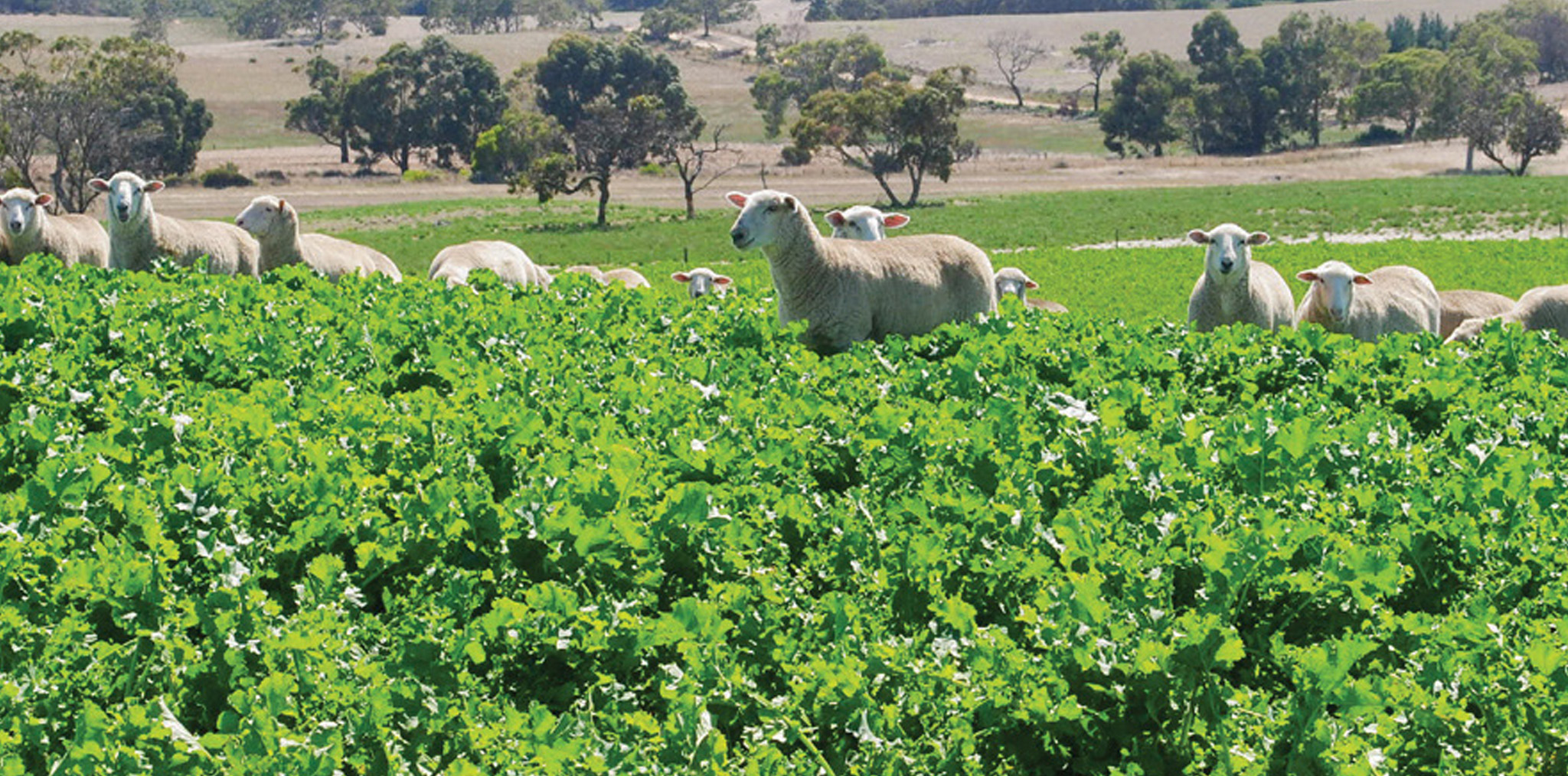 Brassica Grazing Management DLF Seeds Australia