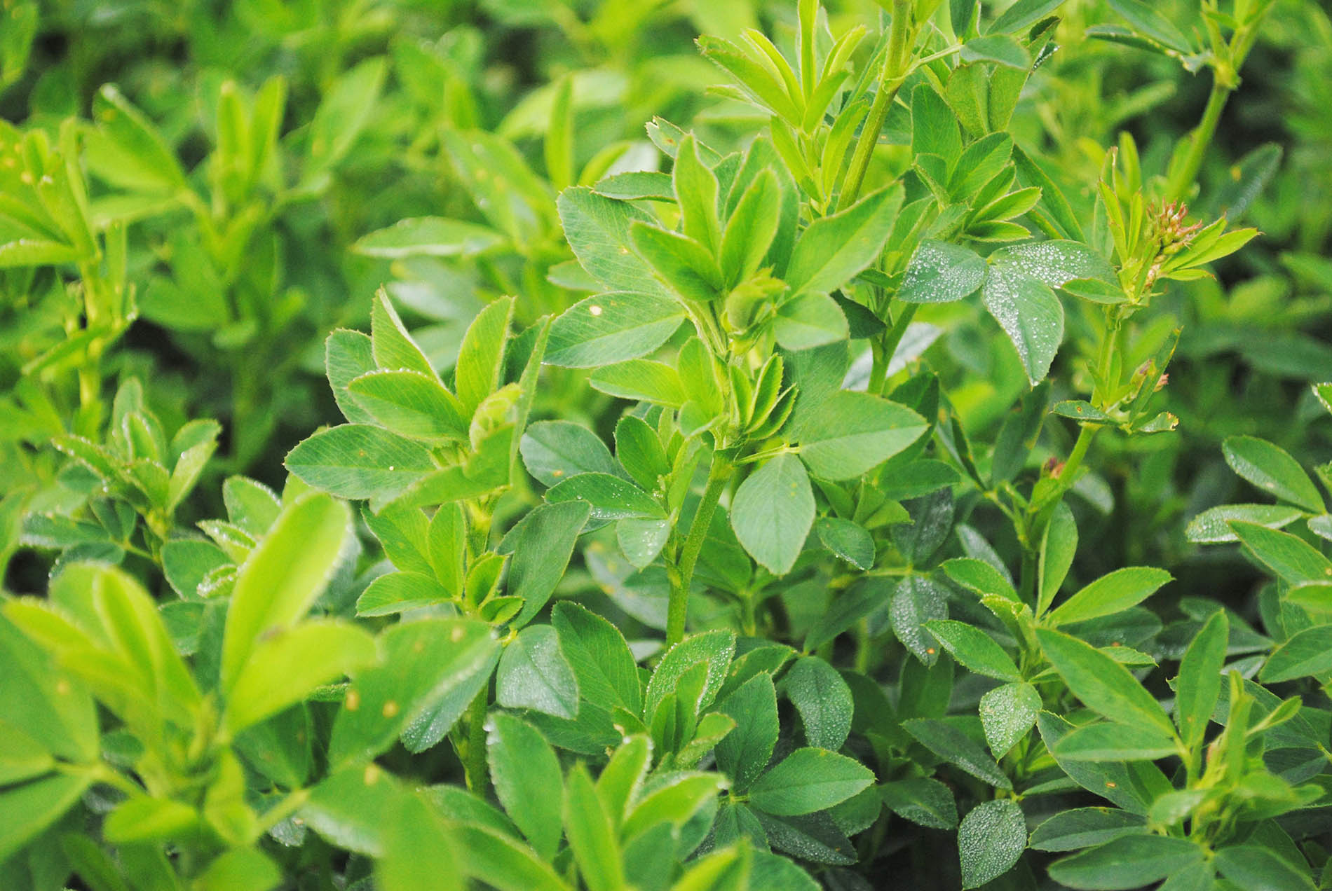 Grazing Management Lucerne DLF Seeds Australia