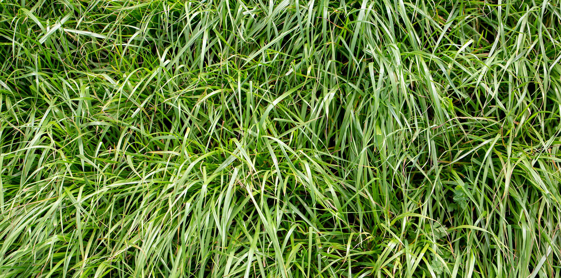 pasture-advice-dlf-seeds-australia
